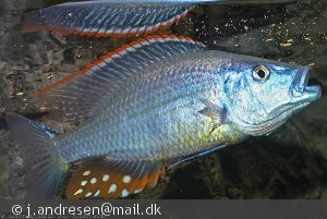 Dimidiochromis compressiceps