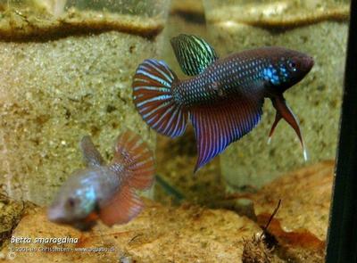 Betta smaragdina