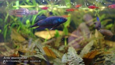 Betta smaragdina
