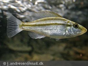 Dimidiochromis compressiceps Hun