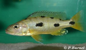 Ungfisk
