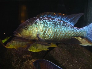 Haplochromis Rostratus