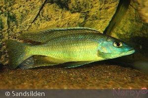 1,0 Mylochromis gracilis