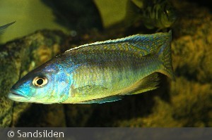 1,0 Mylochromis gracilis