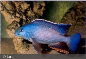 nimbochromis linni
