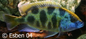Venustus