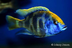 Venustus