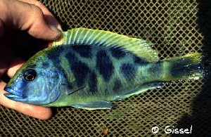 Venustus i Malawi