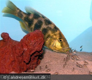 Nimbochromis venustus suger unger