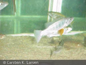 Rhambochromis woodi