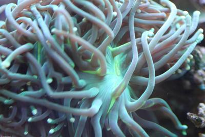 Euphyllia glabrescens