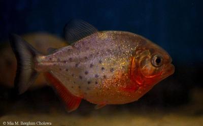 Pygocentrus nattereri