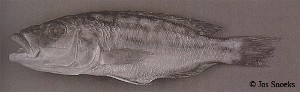 Tyrannochromis sp. macrostoma short pedicel