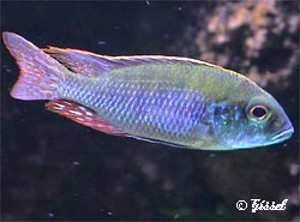 Lethrinops microstoma