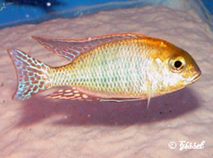 Lethrinops microstoma
