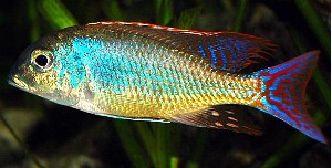 Lethrinops Marginatus