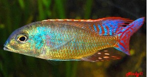 Lethrinops Marginatus