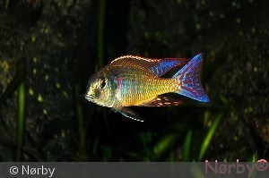 1,0 Lethrinops Red Fin Marginatus Itungi