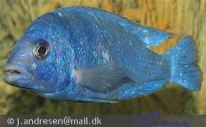 Placidochromis phenochilus lupingu Tanzania   Han
