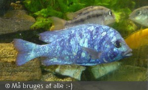 Placidochromis phenochilus Lupingu