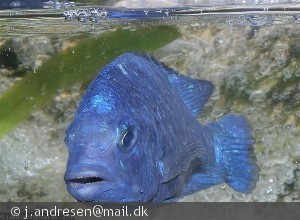 Placidochromis phenochilus Lupingu Tanzania