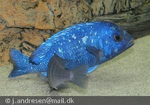 Placidochromis phenochilus Lupingu  leg