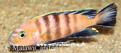 Cynotilapia sp. "Afra Lion"