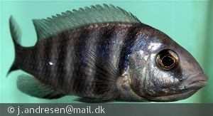 Placidochromis phenochilus Lupingu hun med skuffe