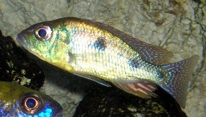 Tramitichromis intermedius ung han