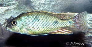 Tramatichromis intermidius