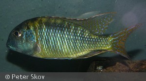 Tramitichromis lituris Mdoka han
