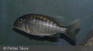 Tramitichromis lituris Mdoka hun
