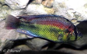 Astatotilapia aeneocolor