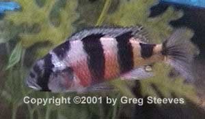 latifasciatus_Han