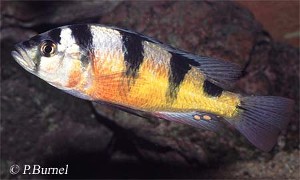 latifasciatus_Han2