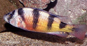 latifasciatus_Han3