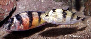 latifasciatus_Par