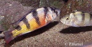 latifasciatus_Par2