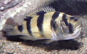 latifasciatus_hun