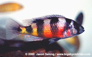 latifasciata_Han4