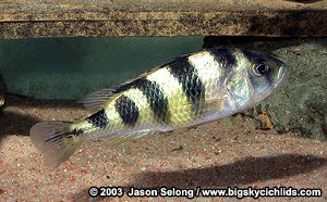 latifasciata_Hun2