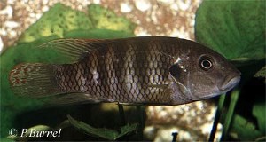Benitochromis batesii Kienke - han
