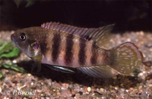 Benitochromis batesii Kienke - hun