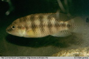 Benitochromis batesii "Makondo"