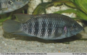 Benitochromis batesii "Ntem"