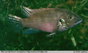Benitochromis conjunctus female
