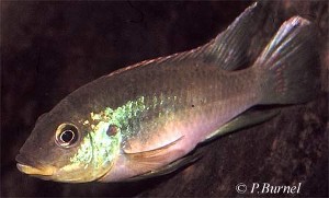 Benitochromis finleyi - Mungo han