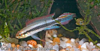 Taeniacara candidi