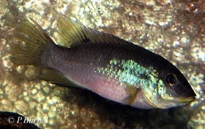 Benithochromis finleyi - Mungo hun