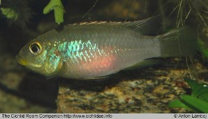 Benitochromis finleyi female